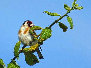 Supporting image for story: Stafford photographer exhibiting work at Cannock Chase Museum
