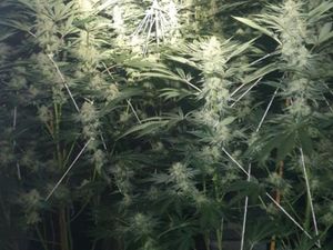 Supporting image for story: Wolverhampton police discover more than 1,000 cannabis plants worth £1 million after National Grid raised concerns about electrics