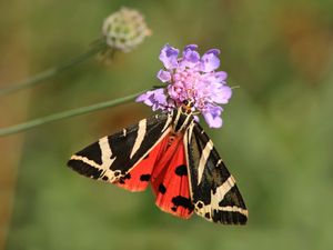 Supporting image for story: Public urged to look out for exotic Jersey Tiger moths in parks and gardens