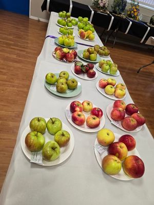 Apple classes