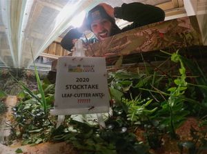 It's tricky to count the ants, but someone has to do it