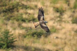 A Red Kite, photo Janet Baxter