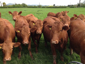 Supporting image for story: Sunshine was a real tonic in this busy time on the farm