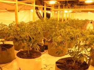 A cannabis farm uncovered by police as part of Operation Spark (North West Regional Organised Crime Unit/PA)