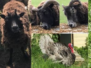 Supporting image for story: Thousands raised towards sanctuary's security plan after thieves steal five animals