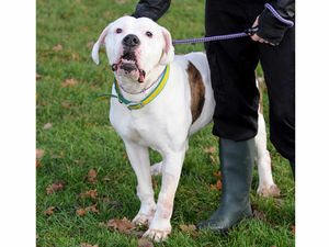 Supporting image for story: Owner's guilty plea over bulldog attack