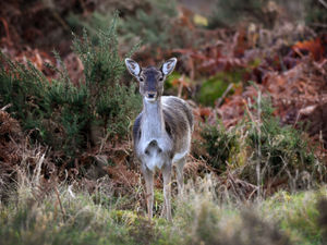 Supporting image for story: More developers will pay towards protecting Cannock Chase
