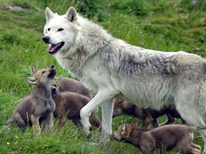Supporting image for story: Young ‘cautious’ over potential reintroduction of wolves and lynx in the wild