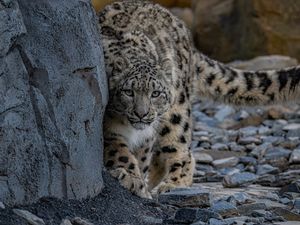 Supporting image for story: Snow leopards arrive at Chester Zoo for first time in 93-year history