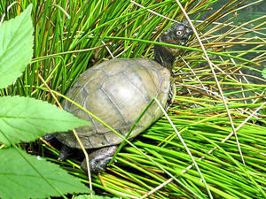 Supporting image for story: Appeal after turtle Jim toddles off from his Shropshire home