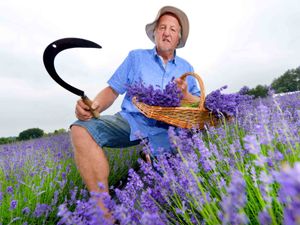 Supporting image for story: 'Best summer ever': Shropshire Lavender couple have great season ahead of last weekend