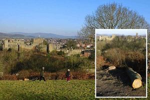 Supporting image for story: Shock as oak tree is felled at Ludlow beauty spot - with video