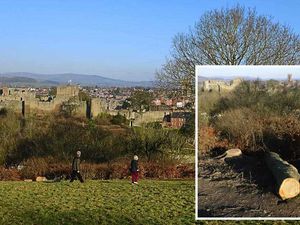 Supporting image for story: Shock as oak tree is felled at Ludlow beauty spot - with video