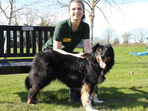 Supporting image for story:  Frank the collie on the look out for a forever home after owner dies
