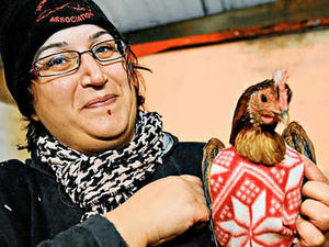 Supporting image for story: Jumpers needed for former battery hens at sanctuary