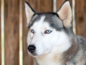 Supporting image for story: Huskies most likely dog to be stolen by West Midlands crooks 