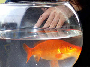 Supporting image for story: Ludlow Mayfair goldfish prize bid opposed