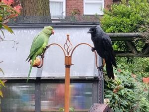 Supporting image for story: Black Country birdwatchers go wild for colourful parakeet sightings - including stand-off with crow