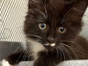 Supporting image for story: Pet charity shop appeals for volunteers in Bridgnorth