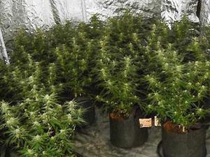 Supporting image for story: Walsall couple arrested after drugs and £30k of cash seized in police house raid