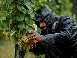 Supporting image for story: Harsh weather as climate changes brings challenges to French wine country
