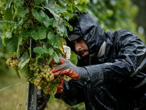 Supporting image for story: Harsh weather as climate changes brings challenges to French wine country
