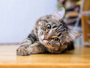 Supporting image for story: Police stop suspected drink-driver on motorway - to find her cuddling a cat