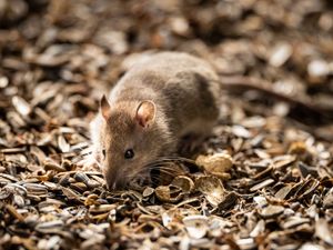 Supporting image for story: Online traffic for advice with rodent problems jumps 37%