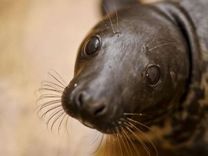Supporting image for story: How a seal helped create the best dad joke of recent times