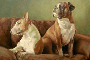 On show  the bull terrier boxer work