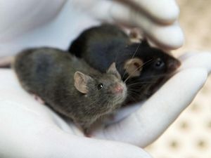 Supporting image for story: First step taken towards controlling heredity in mammals