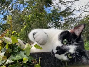 Supporting image for story: Welsh renters should not be banned from keeping pets, says RSPCA