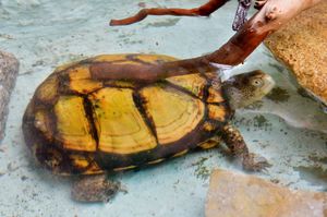 Coahuilan Box Turtles Mel and Stevie were stolen on the morning of July 1 and later dumped near a playground in Tipton.