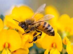 Supporting image for story: Bees have been found to understand the concept of zero and it’s pretty mind-blowing