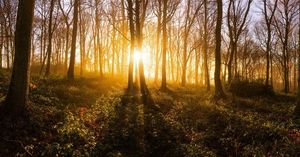 Beautiful photo of a wood in Onibury by Smn Films