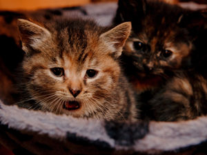 Supporting image for story: Peter Rhodes on casting cats, an inconvenient truth and chucking in the towel on apostrophes