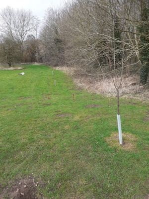 The new trees at Norbroom Park