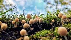 Mushrooms taken of the river banks in Coalport. Photo: Rachel Smith