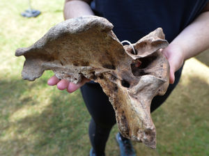 A dragon skull? No, just part of a bovine skeleton
