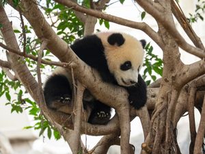 Supporting image for story: Hong Kong’s baby pandas finally get names – meet Jia Jia and De De