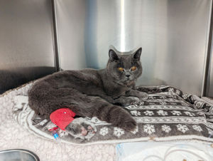 Benito was left scared of human contact following the abuse