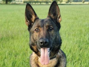 Supporting image for story: Police dog attacked by man threatening to hurt people in Wellington
