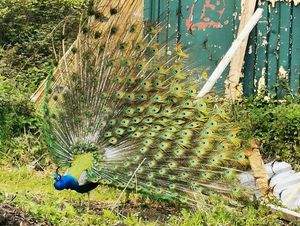 Supporting image for story: Wrekin walkers urged to look out for missing peacocks Russell and Ashley