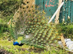 Supporting image for story: Wrekin walkers urged to look out for missing peacocks Russell and Ashley