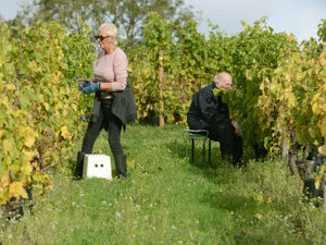 Supporting image for story: Staffordshire wine estate to benefit from Aldi investment