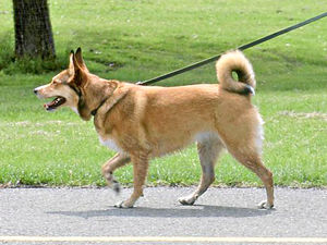 Supporting image for story: £80 fines threat for dog owners in Wolverhampton