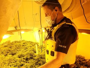Supporting image for story: 100 cannabis plants seized in Dudley police raid