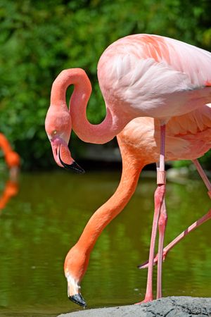 The animals also enjoyed the weather at Dudley Zoo and Castle at the weekend