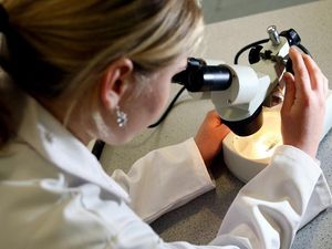 Supporting image for story: Scientists warn of gene editing ‘collateral damage’