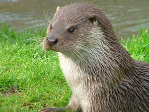 Supporting image for story: Leaving EU could hit Shropshire wildlife, say animal groups